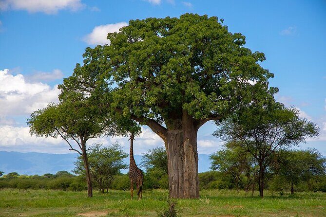 From Arusha : Days Safari Northern Circuit to Maasai Boma - Final Thoughts: Who Should Consider This Tour?