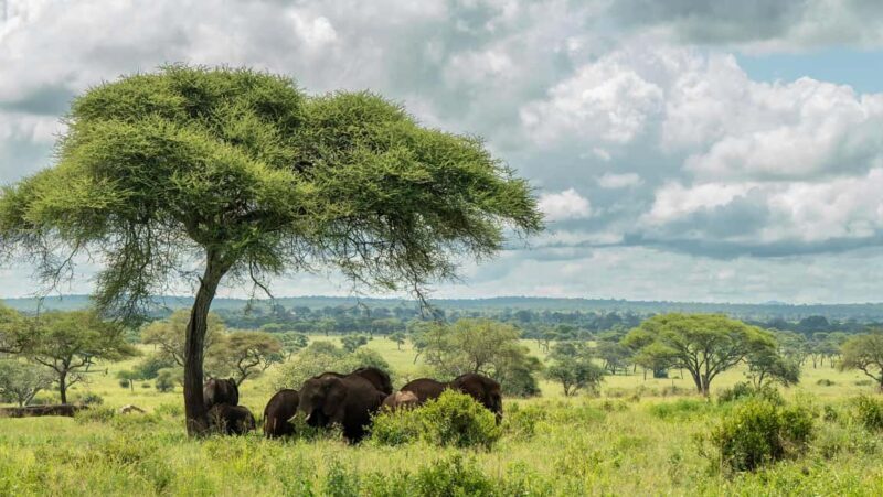 From Arusha: Guided 1 Day Tarangire National Park safari - Final Thoughts
