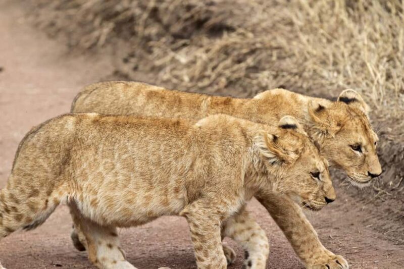 From Arusha: Lake Manyara & Ngorongoro Crater 2-Day Tour - Key Points