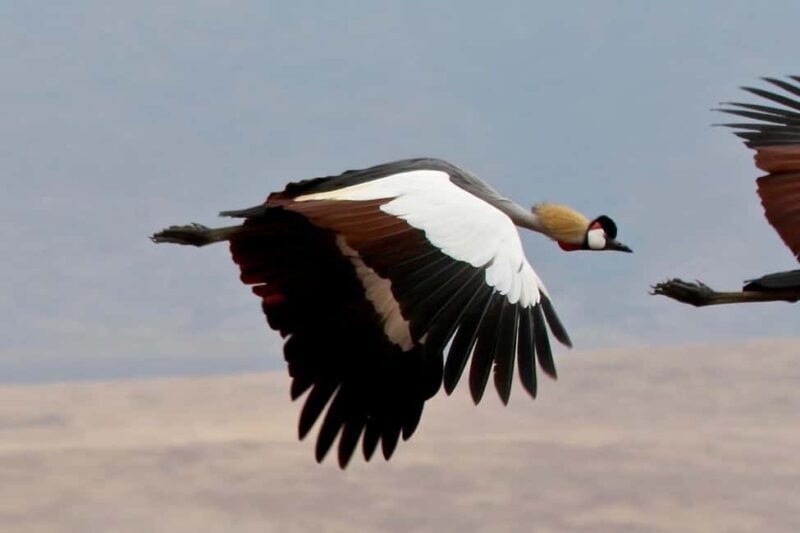 From Arusha: Lake Manyara & Ngorongoro Crater 2-Day Tour - Practical Tips for Your Safari