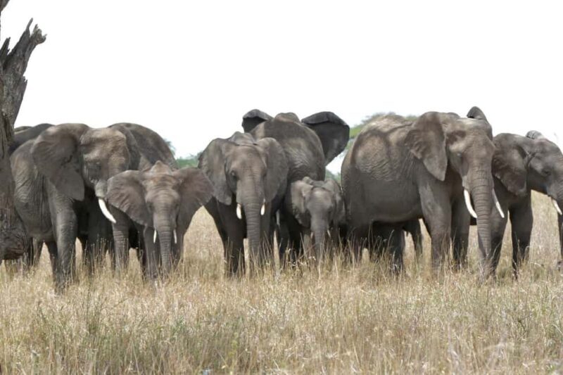 From Arusha: Lake Manyara & Ngorongoro Crater 2-Day Tour - Authentic Experience & Review Insights