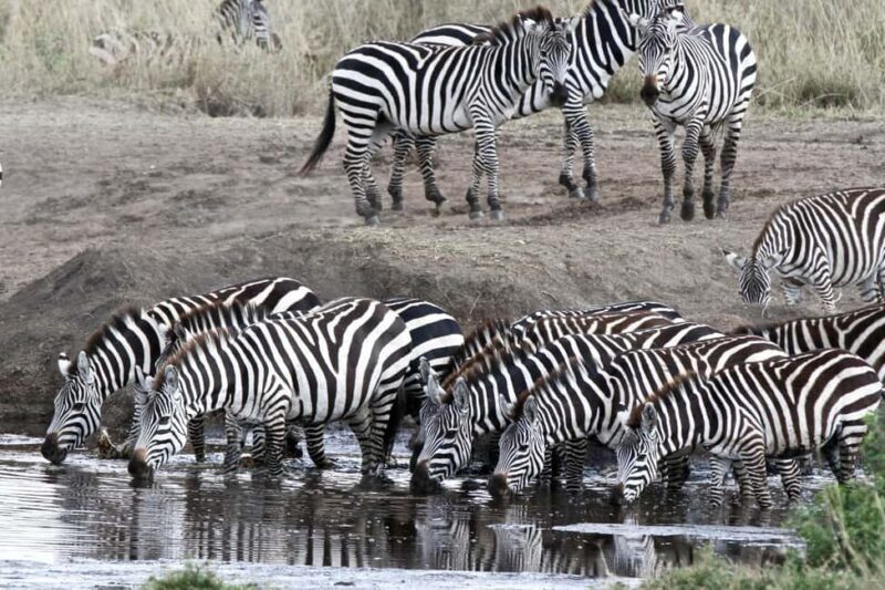 From Arusha: Lake Manyara & Ngorongoro Crater 2-Day Tour - FAQs