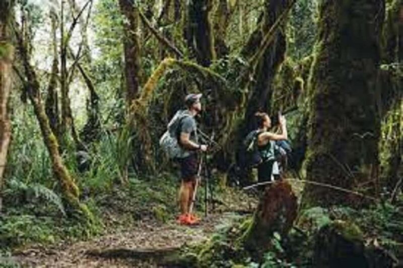 From Arusha/Moshi: Kilimanjaro Hike Marangu Route Day Trip - Authentic Traveler Experiences
