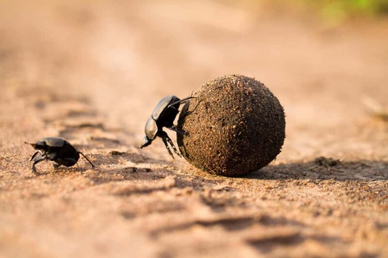 From Arusha: Safari in Serengeti, Tarangire, and Ngorongoro - Exploring the Itinerary