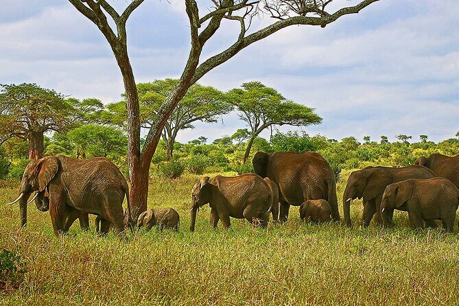 From Arusha: Tarangire and Ngorongoro Crater 3-Day Private Safari - The Sum Up