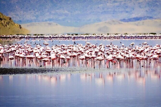 From Arusha to Zanzibar : 11 days From Bush to Beach safari - Authentic Experiences & Hidden Gems