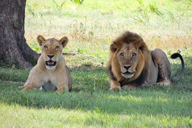 From Arusha to Zanzibar : 11 days From Bush to Beach safari - The Sum Up