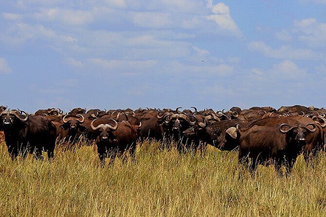From Arusha to Zanzibar : 11 days From Bush to Beach safari - FAQ