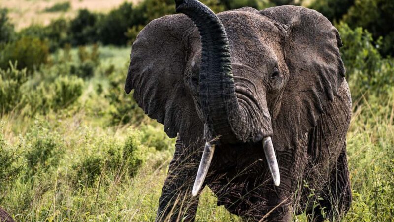 From Arusha:3Day Flamingo Safari Magic Lake Natron Tarangire - Why This Tour Offers Great Value