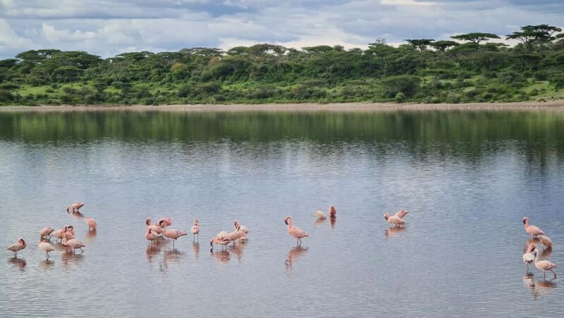 From Arusha:The 4-Day Safari Expedition to Tarangire & Ndutu - From Arusha: The 4-Day Safari Expedition to Tarangire & Ndutu