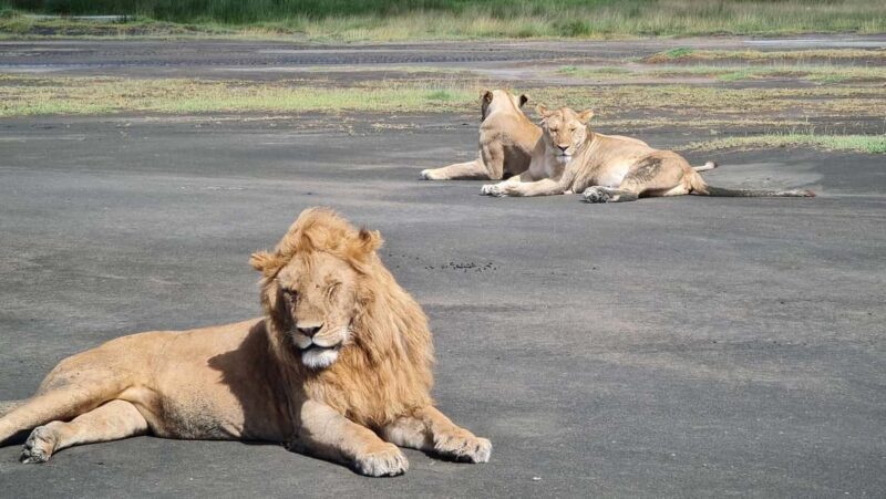 From Arusha:The 4-Day Safari Expedition to Tarangire & Ndutu - Key Points