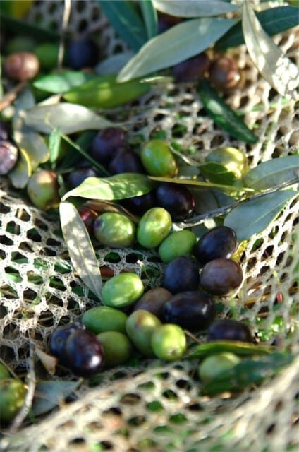 From Athens: Corinth and Olive Oil Tasting Private Tour - Frequently Asked Questions