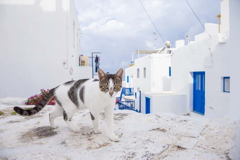 From Athens: Mykonos Day Trip with Ferry Tickets - Practical Tips for Travelers  