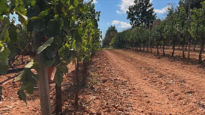 From Athens: Nemea Wine Tour with Corinth Canal Stop - FAQ