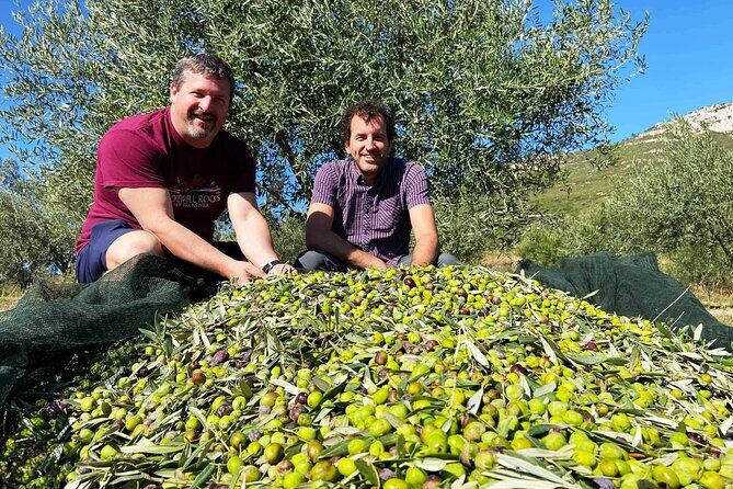 From Athens: Olive Oil Tasting, Olive Grove & Wine Experience - Who Will Love This Tour?