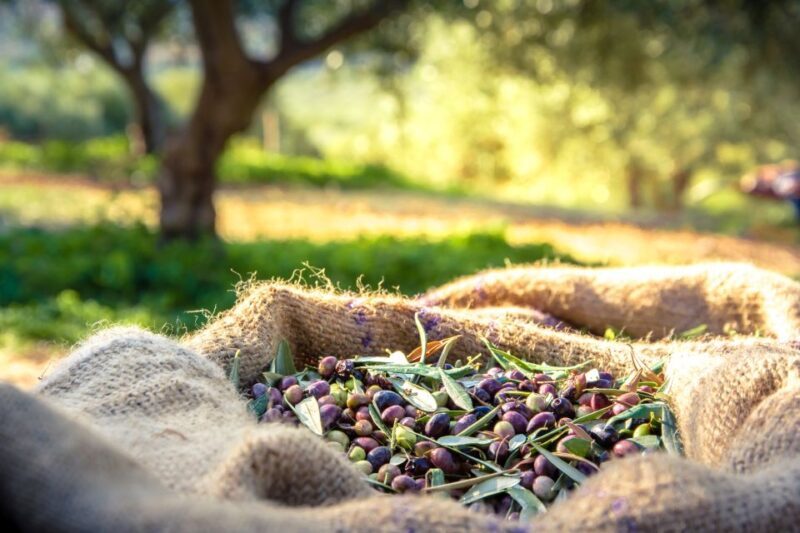 From Athens: Wine, Oil, & Cheese Tasting in Nemea & Argolis - A Practical Breakdown of the Itinerary  
