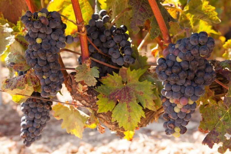 from-atlanta-half-day-or-full-day-wine-country-tasting-trip
