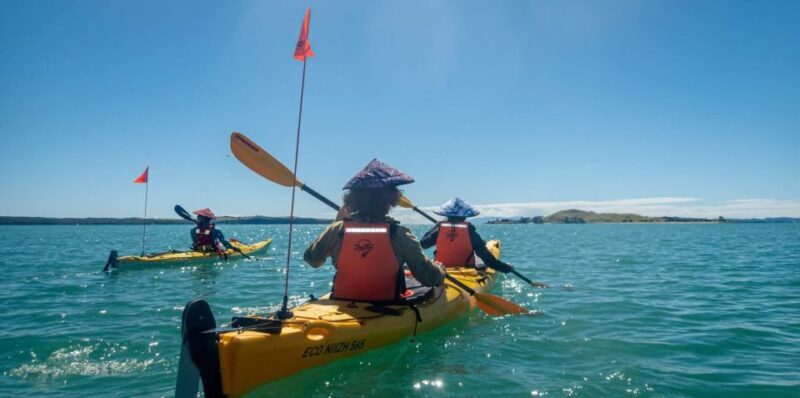 From Auckland: Browns Island Motukorea Sea Kayak Tour - The Itinerary and Experience Breakdown