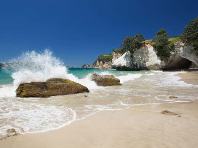 From Auckland: Cathedral Cove & Hot Water Beach Tour - An In-Depth Look at the Tour Experience