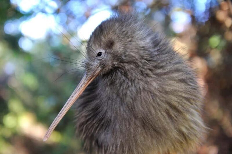 From Auckland: Kiwi Bird Encounter & 3-Course Dinner Tour - The Itinerary: What You Can Expect