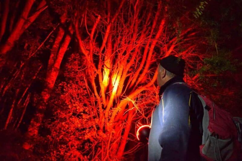 From Auckland: Kiwi Bird Encounter & 3-Course Dinner Tour - Final Thoughts