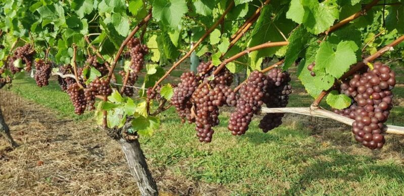 From Auckland: Small Group Kumeu Wine Tour with Lunch - Final Thoughts