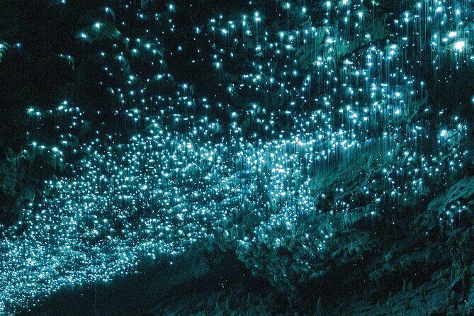 From Auckland : Spellbound Glow Worm Twin Caves Private Tour - The Journey from Auckland to the Glowworm Caves