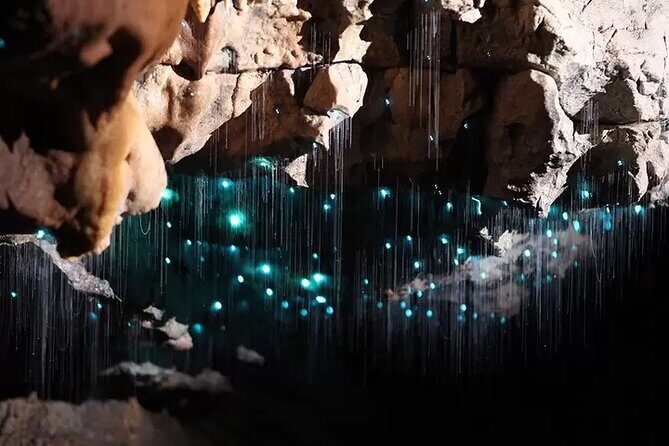 From Auckland : Spellbound Glow Worm Twin Caves Private Tour - What Sets This Tour Apart?