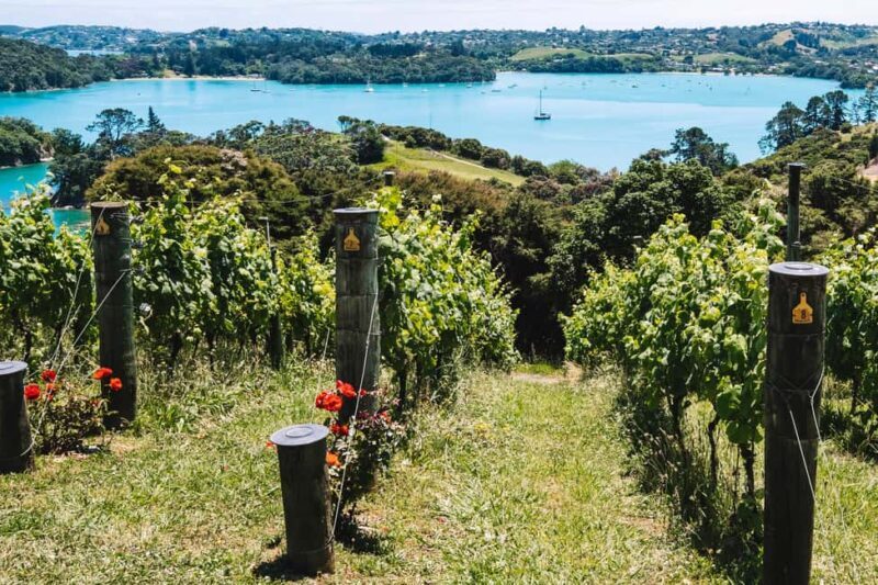 From Auckland: Waiheke Island Sip & Savour Tour with Lunch - Who Is This Tour Best For?