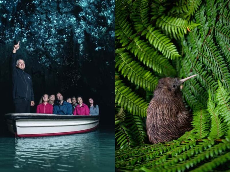 From Auckland: Waitomo Caves and Kiwi House Group Tour - From Auckland: Waitomo Caves and Kiwi House Group Tour – A Complete Guide