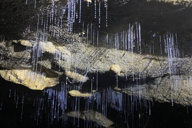 From Auckland: Waitomo Glowworm & Cave Explorer Small Group Tour - The Itinerary: What You Can Expect