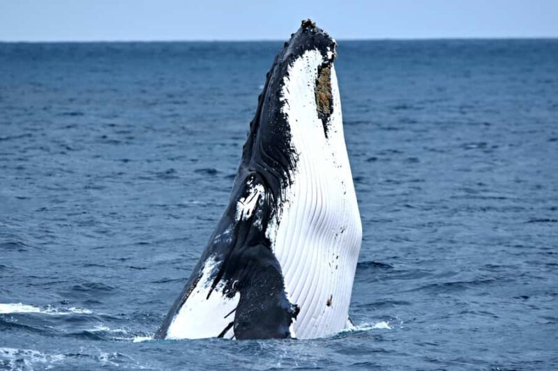 From Augusta: Whale Watching Award Winning Tour - The Setting and Timing