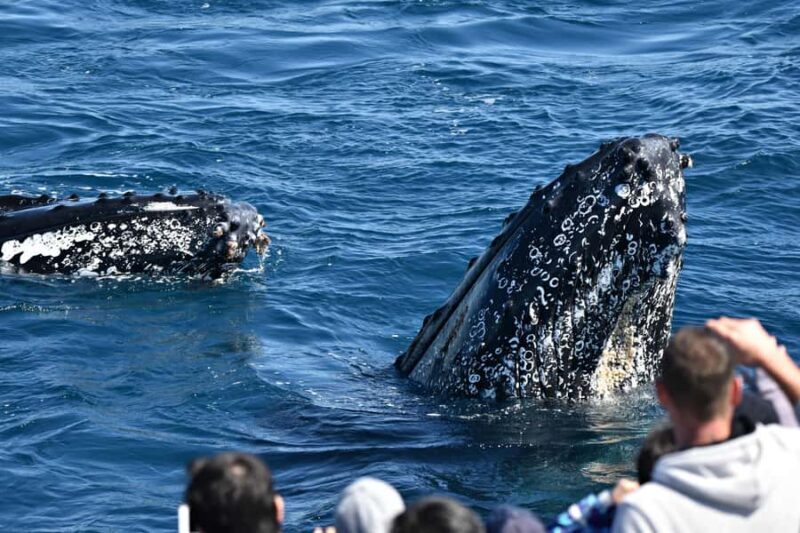 From Augusta: Whale Watching Award Winning Tour - What to Expect on the Cruise