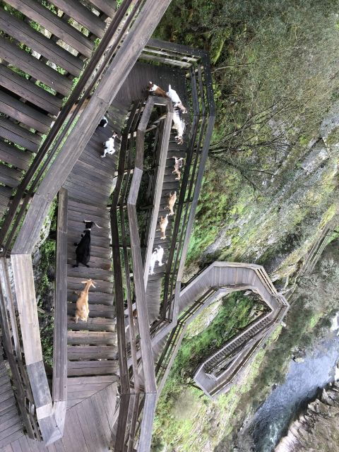 from-aveiro-paiva-walkways-and-516-bridge-with-trad-lunch