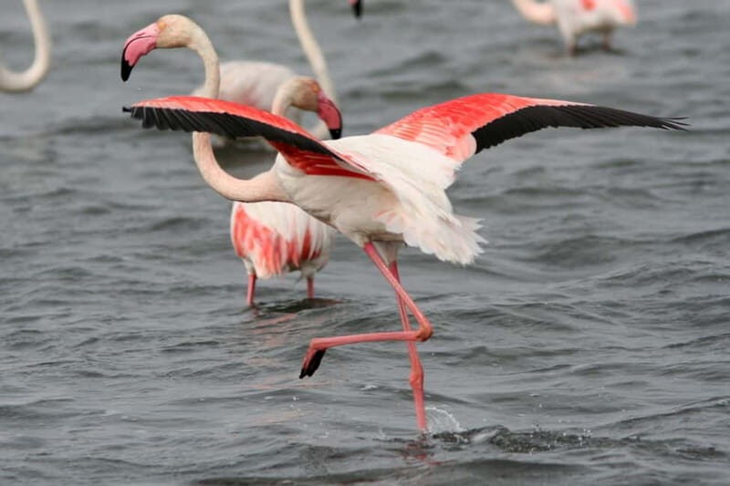 From Avignon: Camargue Tour with Pont de Gau Bird Park Entry - An In-Depth Look at the Camargue Tour from Avignon