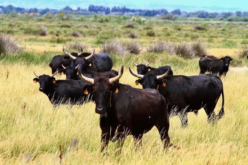 From Avignon: Camargue Tour with Pont de Gau Bird Park Entry - Who Should Consider This Tour?
