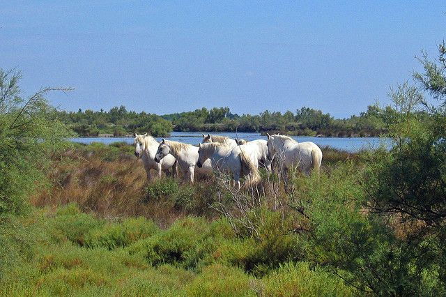 from-avignon-half-day-camargue-and-saintes-maries-de-la-mer