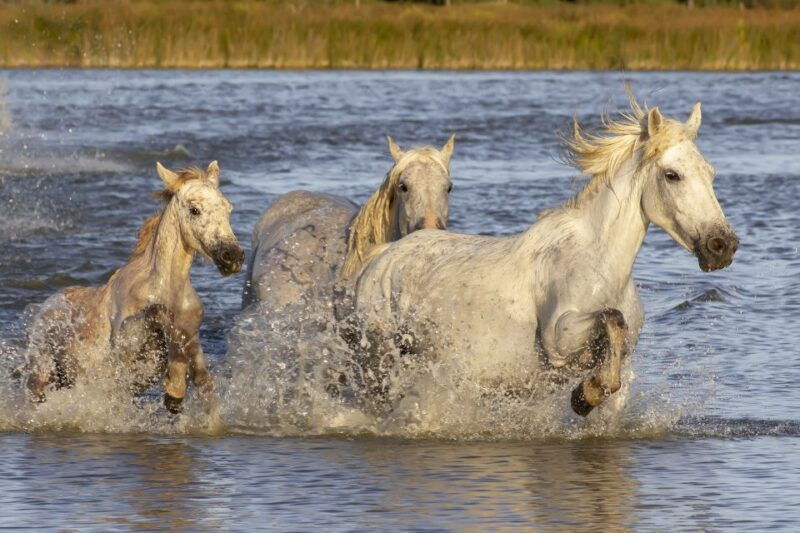 from-avignon-half-day-camargue-and-saintes-maries-de-la-mer