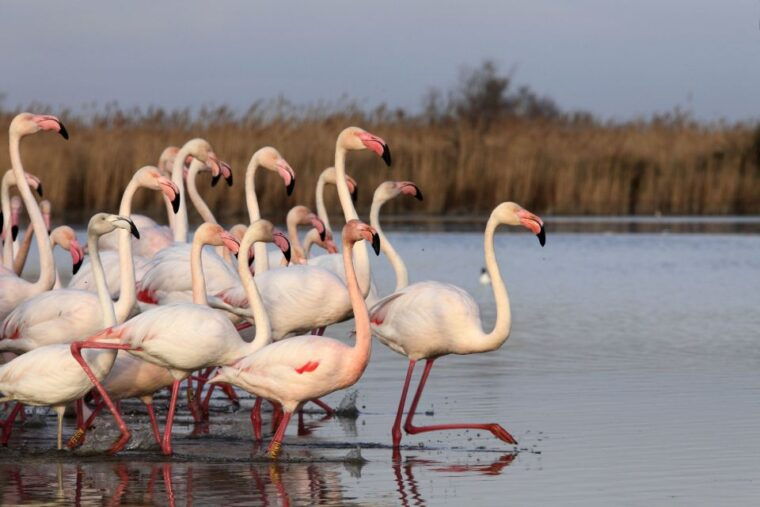 from-avignon-half-day-camargue-and-saintes-maries-de-la-mer