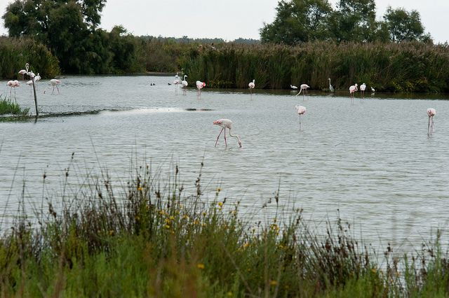 from-avignon-half-day-camargue-and-saintes-maries-de-la-mer