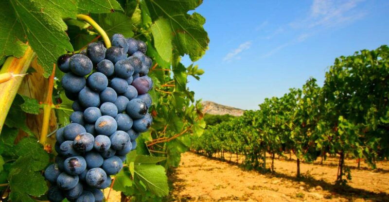 from-avignon-half-day-great-vineyards-tour