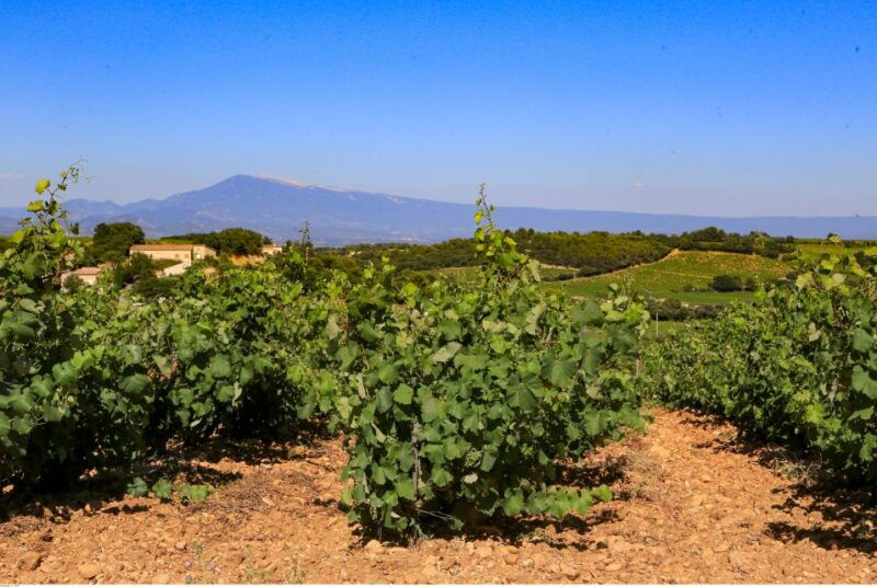 from-avignon-half-day-great-vineyards-tour