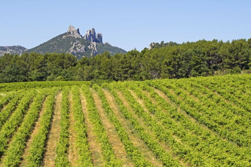 from-avignon-half-day-great-vineyards-tour