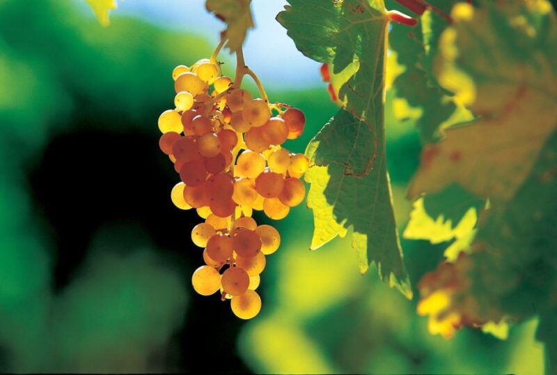 from-avignon-half-day-great-vineyards-tour