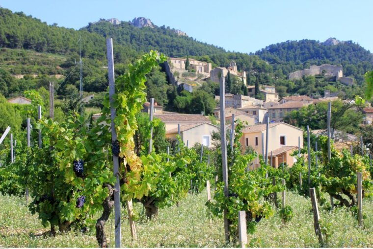 from-avignon-half-day-great-vineyards-tour