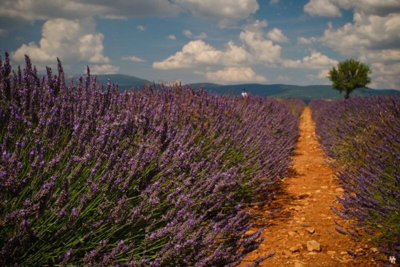 from-avignon-lavender-fields-luberon-village-guided-tour