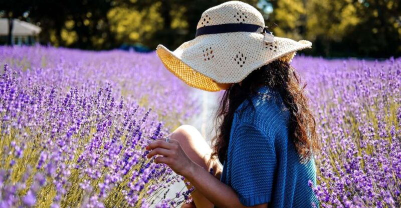 from-avignon-lavender-fields-luberon-village-guided-tour
