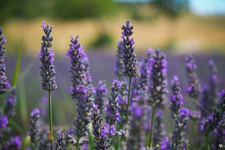 from-avignon-lavender-fields-luberon-village-guided-tour