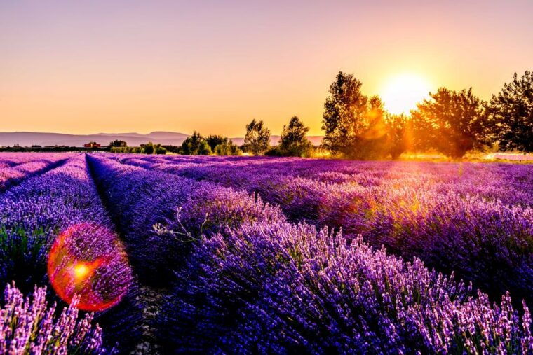 from-avignon-lavender-fields-luberon-village-guided-tour