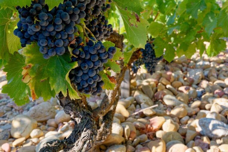 from-avignon-luberon-and-chateauneuf-du-pape-full-day-tour